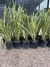 Phormio en 10 litros | Aureo, Rubra o Verde - Zotami Plantas