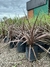 Phormio en 10 litros | Aureo, Rubra o Verde - comprar online
