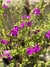 Polygala en 10 litros - Zotami Plantas