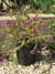 Polygala en 10 litros - comprar online