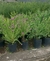 Polygala en 10 litros - tienda online