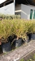 Polygala en 10 litros