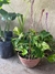Pothus en Bowl n18 Colgante - Zotami Plantas