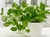 Pothus en Bowl n18 Colgante - tienda online