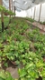 Pothus en Bowl n18 Colgante - comprar online