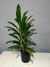 Robusta en 3 litros - comprar online