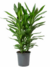 Robusta en 3 litros - Zotami Plantas