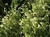 Imagen de Salvia gregii en 3 litros