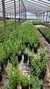 Salvia gregii en 3 litros - comprar online