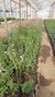 Salvia gregii en 3 litros - tienda online