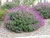 Salvia Leucantha en 3 litros - Zotami Plantas