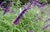 Salvia Leucantha en 3 litros en internet