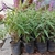 Salvia Leucantha en 3 litros - comprar online