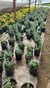 Salvia Leucantha en 3 litros - tienda online