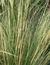 Stipa en 3 litros