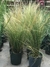 Stipa en 3 litros - comprar online