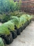 Imagen de Stipa en 3 litros