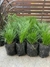 Stipa en 3 litros - tienda online