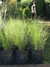 Stipa en 3 litros - Zotami Plantas