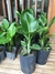 Strelitzia Nicolai 10L - comprar online