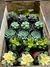 Suculentas Cajon x 18 unidades M8 - Zotami Plantas