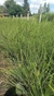 Melaleuca en 4 litros - comprar online
