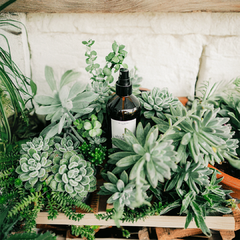 Home Spray Pinus na internet
