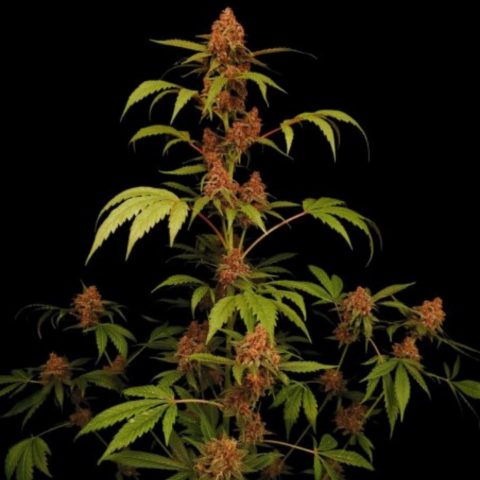Red Banana Purple Auto