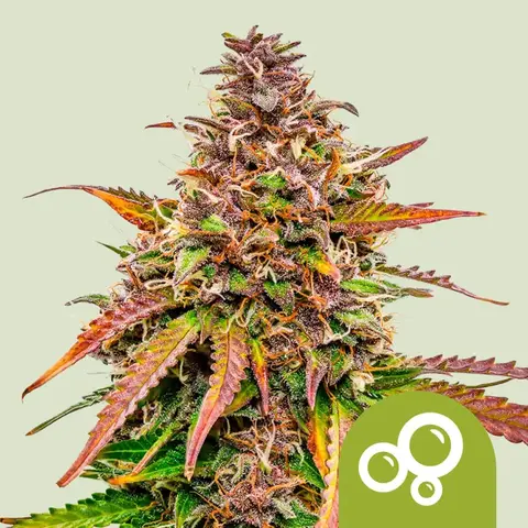 Bubble Kush Automática x3