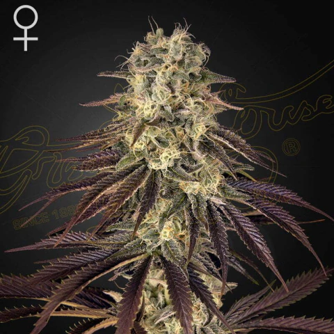 King´s Kush Fotoperiódica x3