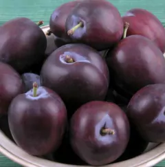 Mermelada de Ciruela + Melena de Leon + Reishi x 450 grs - comprar online
