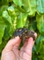 Jabuti piranga (Chelonoidis carbonaria) - CRIATÓRIO REPTÁRIO