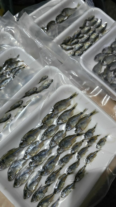 Bandeja chica de mojarras saladas - selladas al vacío - comprar online