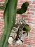 CATUCADOR VINAGRE