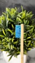 HARD BRISTLE TOOTHBRUSH - buy online