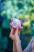 GUARDIAN ROSE QUARTZ on internet