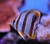 Chelmon Rostratus Pez Mariposa Banda de Cobre - comprar online