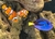 Paracanthurus Hepatus Dori Cirujano Blue Tang en internet