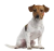 Perro y gatos