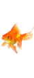 Peces 