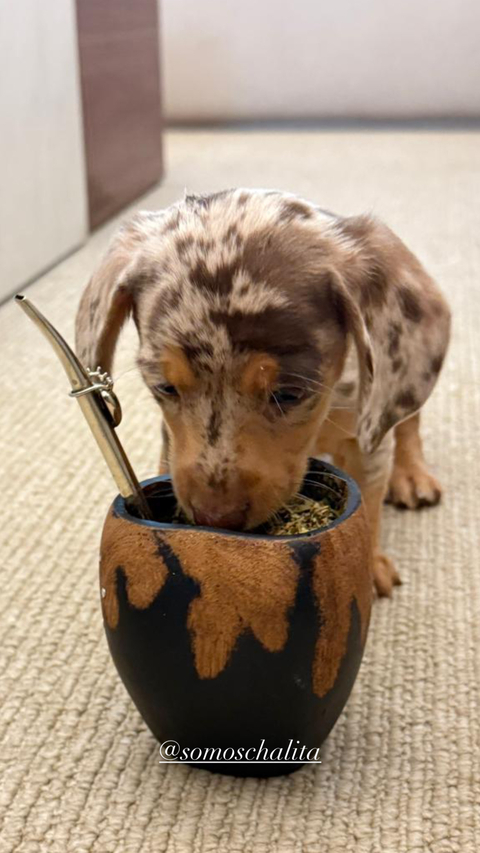 Mate Chalita Marrón y Negro - comprar online