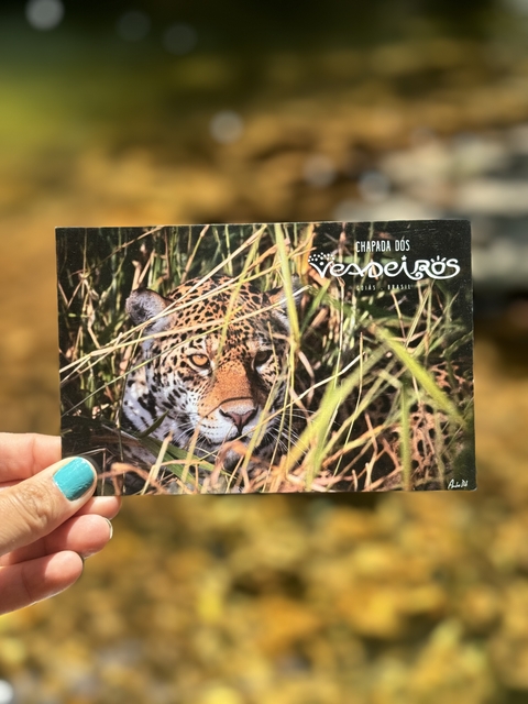 Cartão Postal Onça Pintada