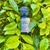 Óleo Essencial Artemísia - 5 ml