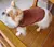 Suéter Pet de Malha Veludo Cotelê 100% algodão unisexx sob medida . - www.mimosdopierrepet.com.br