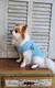 Regata Pet Malha Canelada , Malha Algodão e Malha Cotton unisexx sob medida 100% algodão . - comprar online