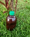 500 ml Ayahuasca Pura Banisteriopsis caapi (Jagube) + Chacrona (Rainha) Graduação 10/1