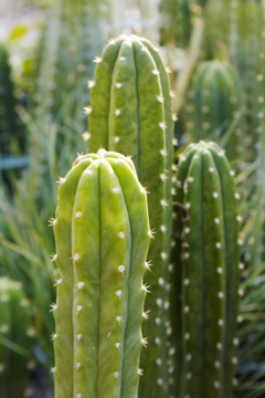 Cacto San Pedro em pó, originário de Cusco, Peru, com formato cilíndrico e espinhos visíveis. CACTO SAN PEDRO EM PÓ (WACHUMA ORIGEM CUSCO PERU) 