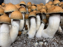 Cogumelos mágicos da variedade Psilocybe cubensis, conhecidos como Penis Envy, exibindo características distintas, com chapéus marrons e caules brancos.