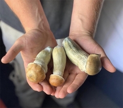 Mãos segurando três cogumelos mágicos da variedade Psilocybe cubensis, conhecidos como Penis Envy, mostrando suas características distintas.