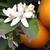 Essência Flor de Laranjeira (100ml) - Império das Essências
